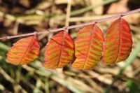 Four Pretty Leaves (Bigger)