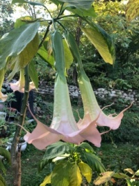 Angel's trumpet #2