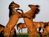 Wild Horse