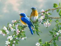 Bluebirds and apple blossoms