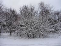 Winterwald