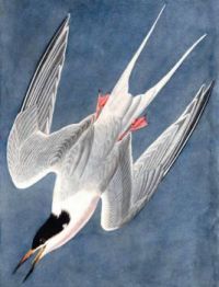 ROSEATE TERN