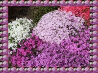 Květinový koberec...  Floral carpet...