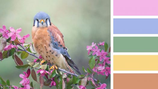 Solve American Kestrel jigsaw puzzle online with 264 pieces