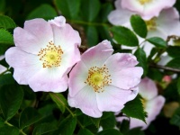 Wild Rose