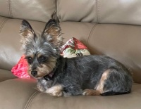 Ginger 12-26-2024