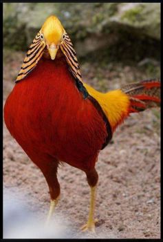 Beautiful Golden Pheasant