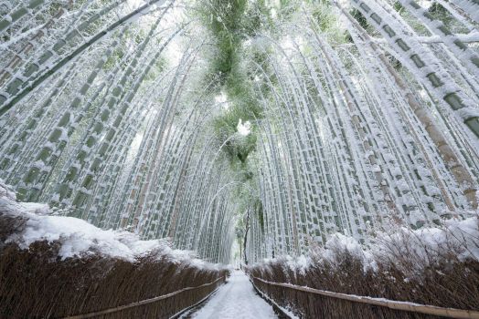 Bamboo forest in winter, Arashiyama, Kyoto