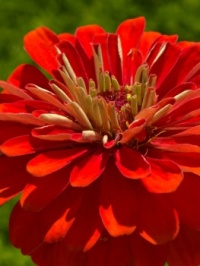 Red zinnia