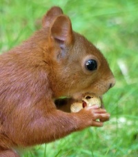 red squirrel (eekhoorn)