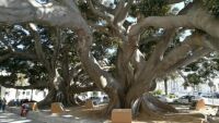 Ficus elastica Cadiz