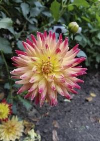 Flower One