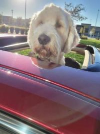 Waiting for a puppaccino