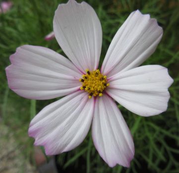 Cosmos or Cosmea