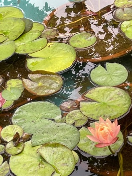 Solve 睡蓮 (スイレン) Water Lilies jigsaw puzzle online with 48 pieces