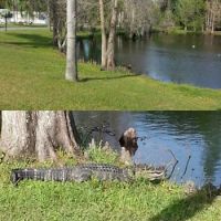 alligator