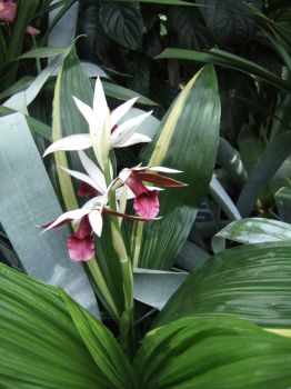 Botanic garden  2014