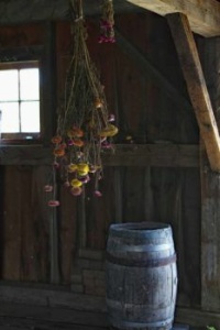 Drying Flowers in the Barn