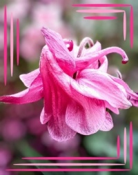 💗 Time for Aquilegia 💗