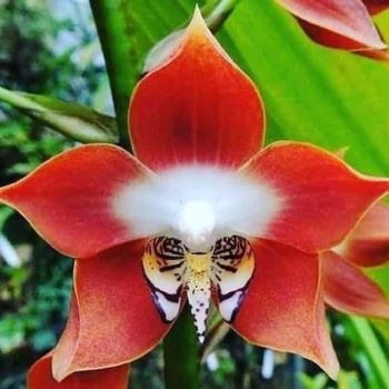 A type of Orchid