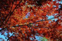 Japanese maple leaves