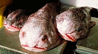 'WORLD'S UGLIEST ANIMAL  - NEW ZEALAND'S  BLOBFISH  1 OF 1