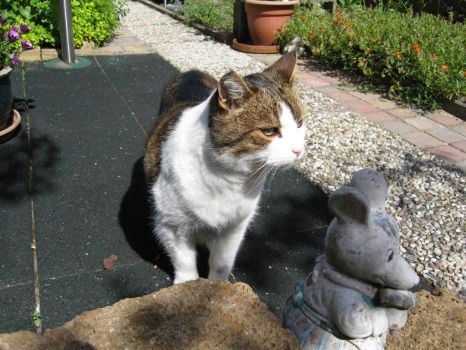 Goofie: ...psst Mr.Garden Mouse....don't look now, but I think mum is taking your picture!