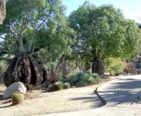 Balboa Park - Desert Garden