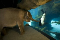 WRITE A CAPTION! Elephant Loves Sea-life Centre!