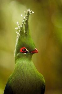 Spectacular green, crested turaco.