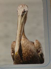 MY NAME IS PETER PELICAN...MY MOUTH HOLDS MORE THAN MY BELLY CAN...!