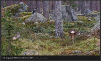 Vinter i Sverige 10, Roe Deer and a Crow