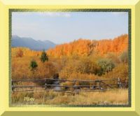 Theme: trees. in Idaho in fall w.stream