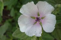 Heemst - Althaea officinalis