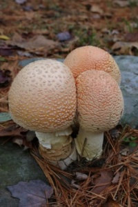 Surprise amanitas