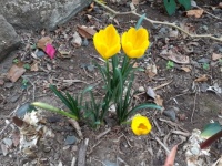 Petticoat daffodils (I think)