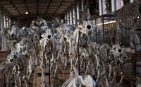 skeletons