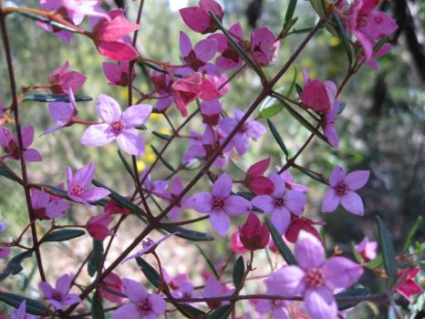 spring wildflowers 1 -boronia