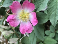 Rosa canina