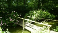 Bridge in the Water Garden