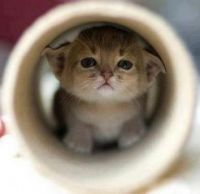 Kitten<3