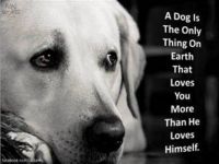 a Dogs Love