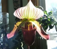 Paphilopedilum 2015