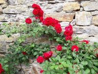 Růže u hradeb