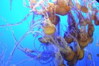 Monterey Jellyfish