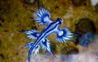 blue dragon lumaca di mare