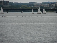 Sailboats on the Charles River near Harvard