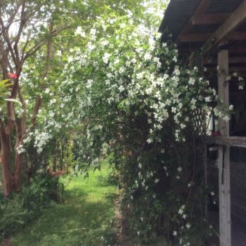 White blooming tree