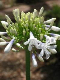 Agapanthus starting to flower today. 