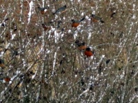 Snow Birds
